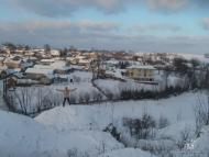 олієво-королівка