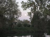 олієво-королівка