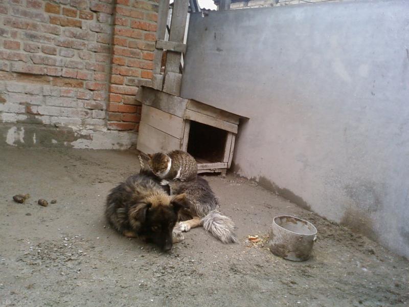 Моє рідне село - Шпичинці