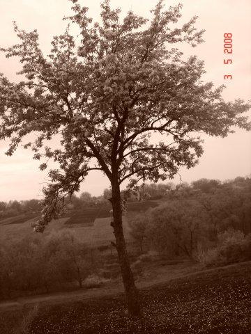 Моє рідне село - Хмельове