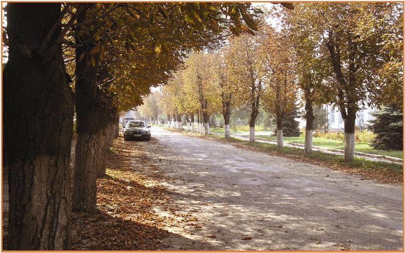 Новоселиця різна - Новоселиця