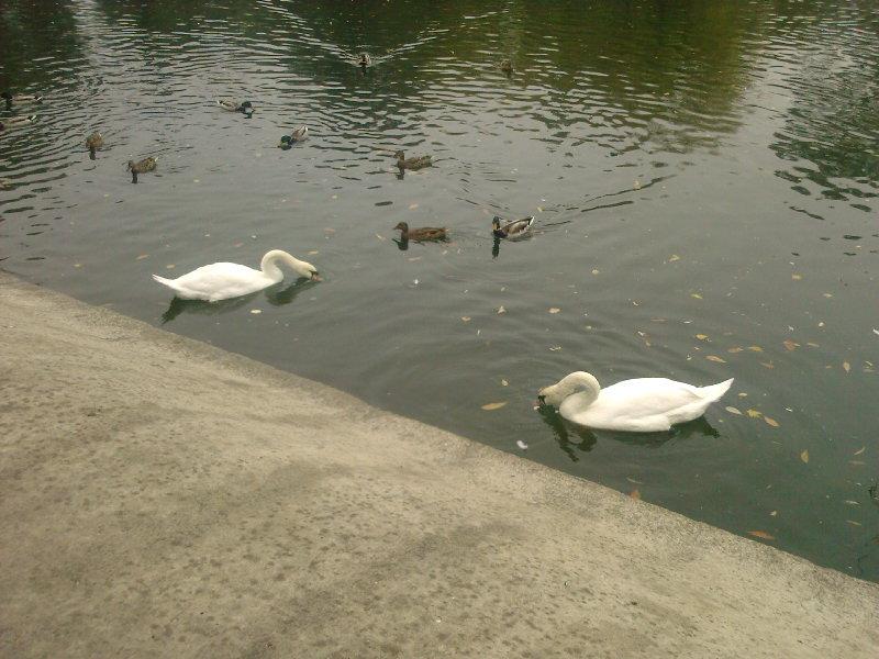 Ковпаківка - Колпаковка