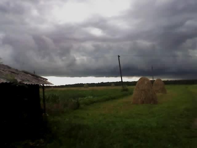 поле літом - Молодилів