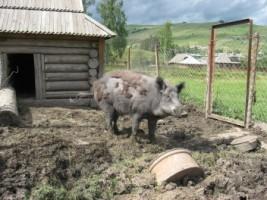 Лісництва села - Селятин