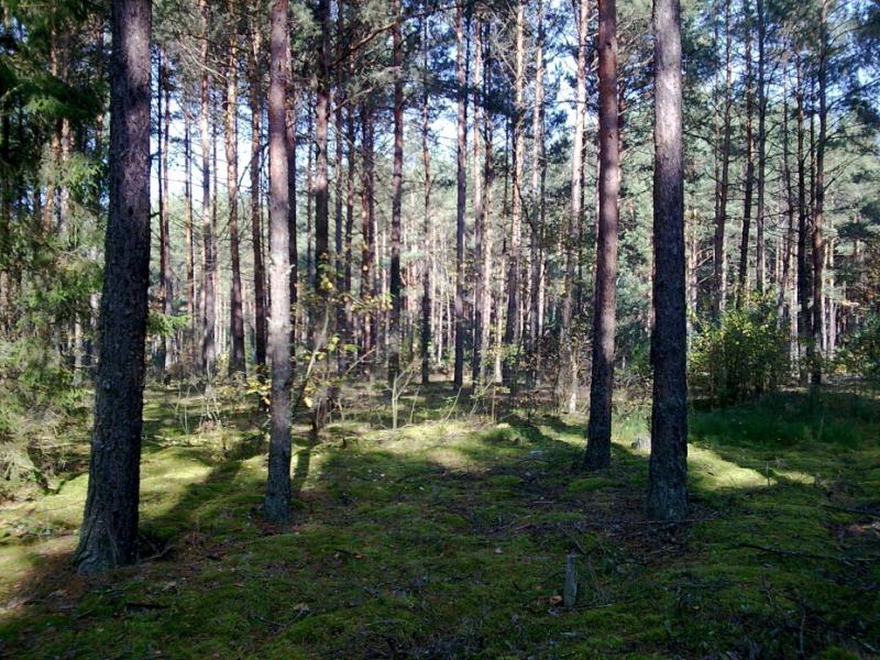 Природа - Сварицевичи