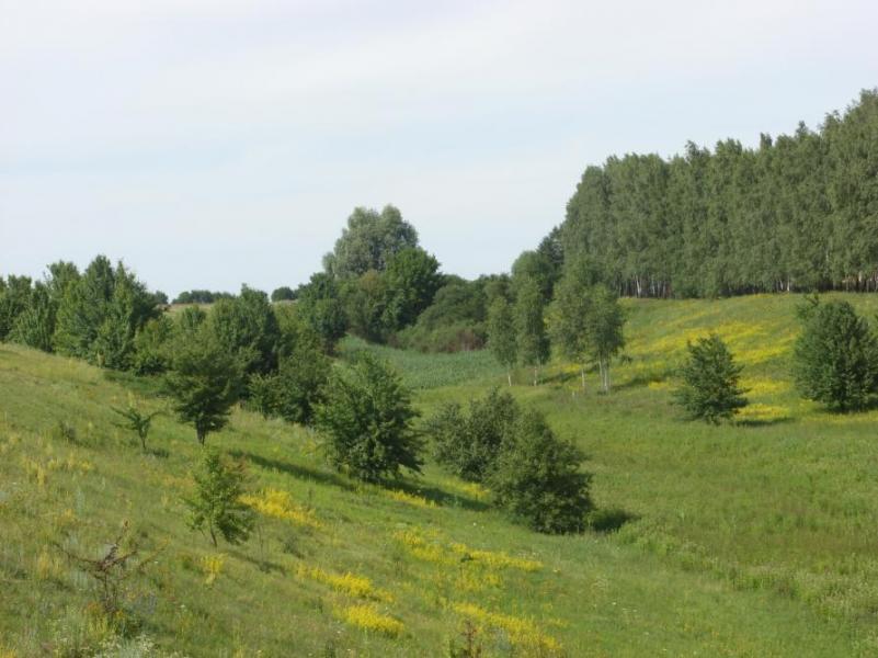 Наше село - Луциківка