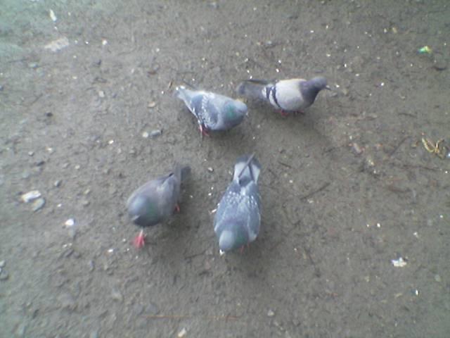 ВОЛОВЕЦЬ. - Воловець