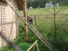 Лісництва села - Селятин