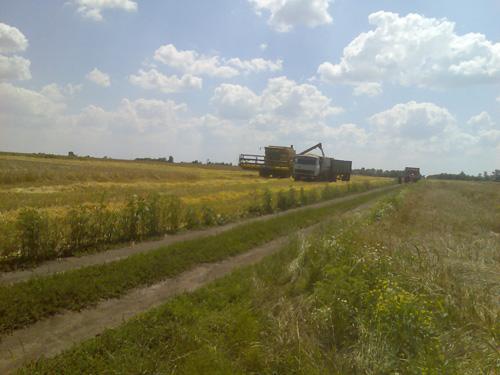 моє село - Жовте