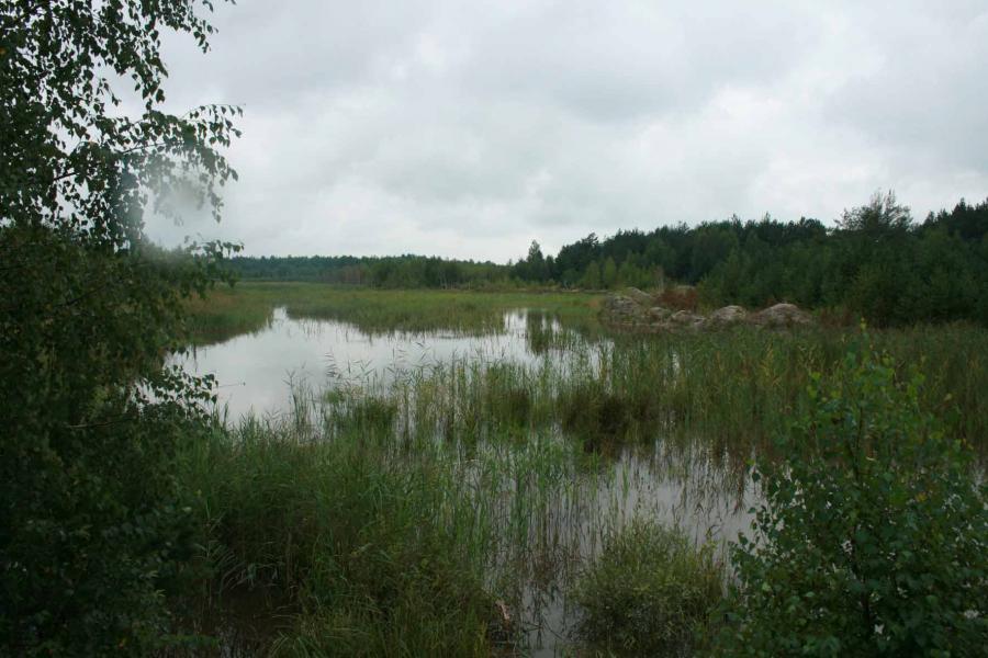 В урочищі Шахові Стави, неподалік с. Грицьки - Grytsky