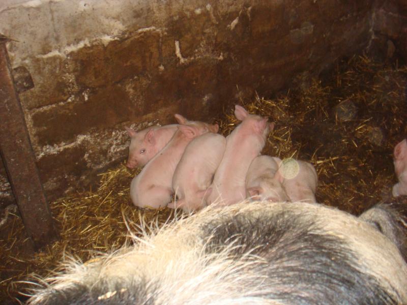 Моє рідне село - Шпичинці