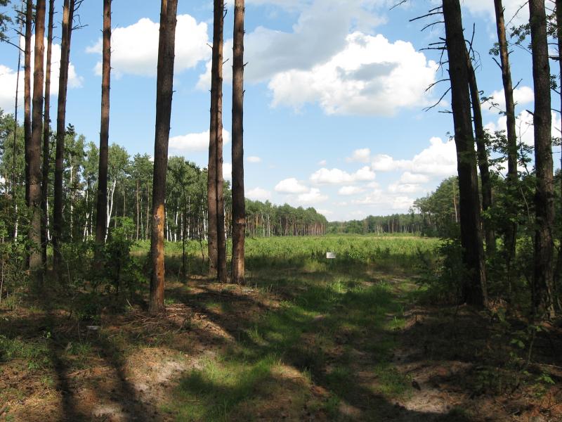 Крупичполе - лучшие виды - Крупичполе