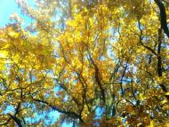 краєвиди Явче