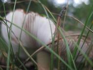 дело рук Творца