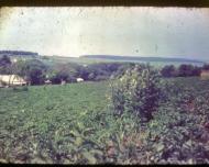 Види Боричівки