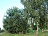 Краєвиди та життя Нової Басані