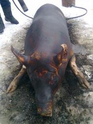 Бережки рідне село