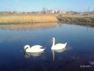 Новоселівка