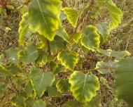 Мальовниче Березове