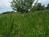 Краєвиди та життя Нової Басані