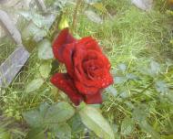 Мальовниче Березове