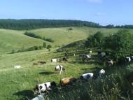 Наше любимое село