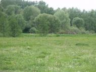 Краєвиди та життя Нової Басані