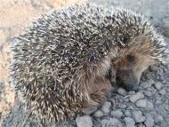 Краєвиди та життя Нової Басані