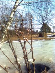 Весна іде...