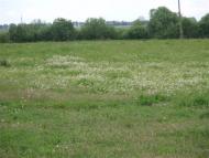 Краєвиди та життя Нової Басані