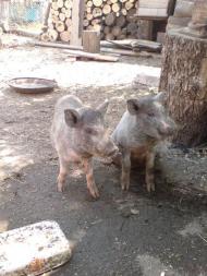 Домашнє господарство