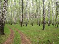 Мальовниче Березове