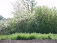 Краєвиди та життя Нової Басані