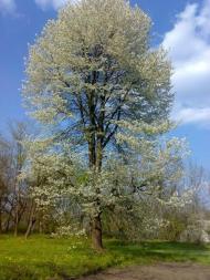 Косогірка - Останні фото