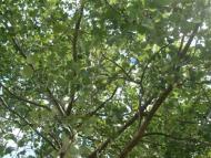 Краєвиди та життя Нової Басані