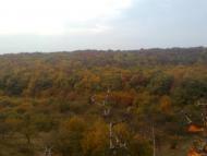 краєвиди Явче