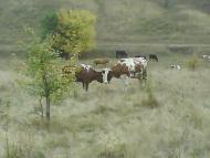 Наше любимое село