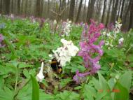 Лес- Шпиков