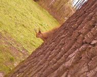 Мальовниче Березове