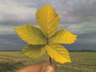 Мальовниче Березове