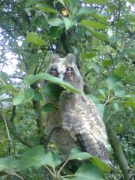 краєвиди Явче