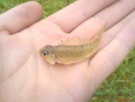 Бережки рідне село