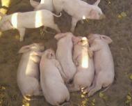 Мальовниче Березове