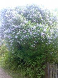 Косогірка - Останні фото