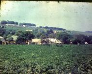 Види Боричівки