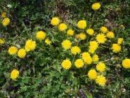 Краєвиди та життя Нової Басані