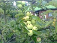 краєвиди Явче