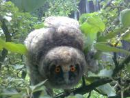 краєвиди Явче