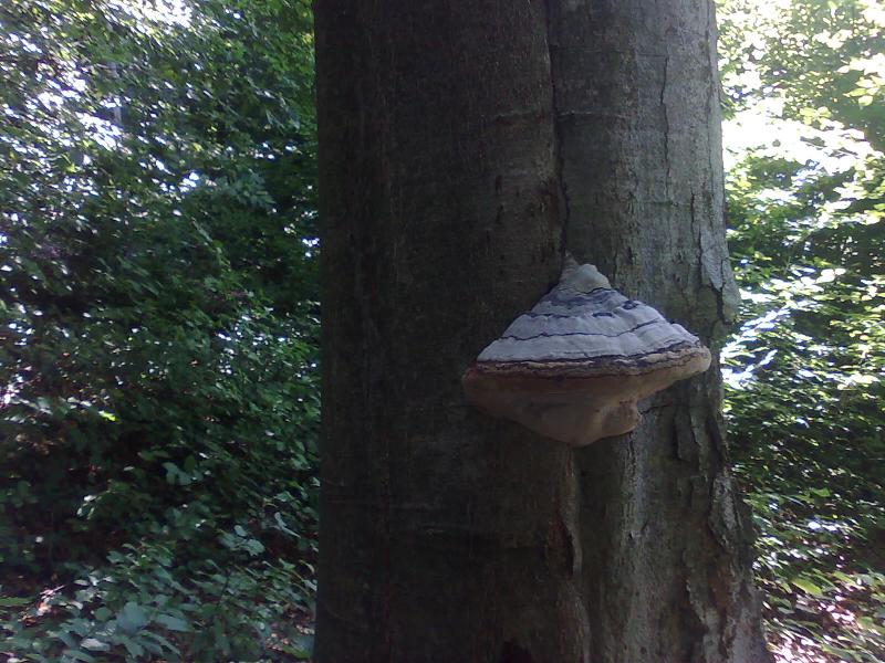 село копашново - Копашново