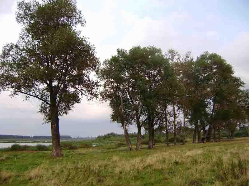 Рожковичи - Рожковичі